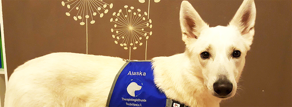 Therapiehund Alaska mit Brustgeschirr mit der Aufschrift "Alaska Therapiebegleithunde Deutschland e.V."
