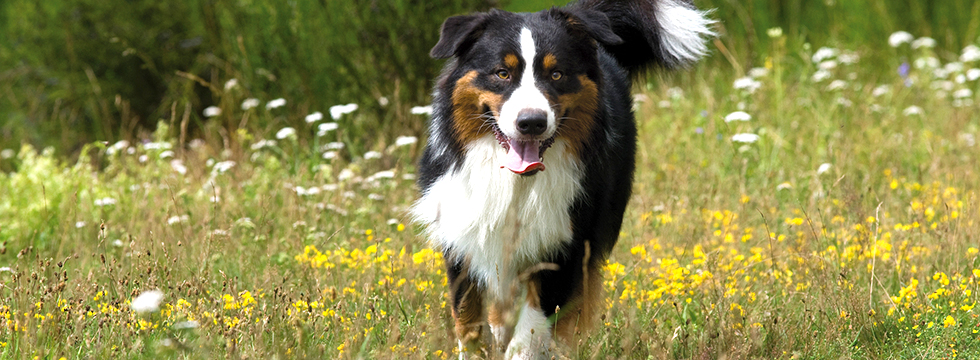Pies biegnący przez łąkę kwiatową