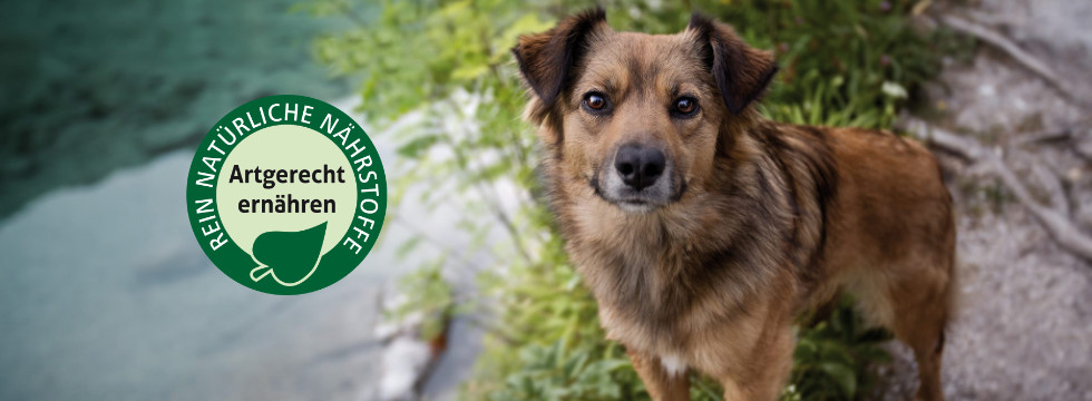 Hund und das Artgerecht ernähren Logo